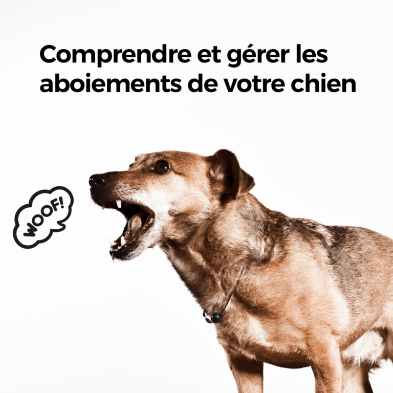 Comprendre et gérer les aboiements de votre chien