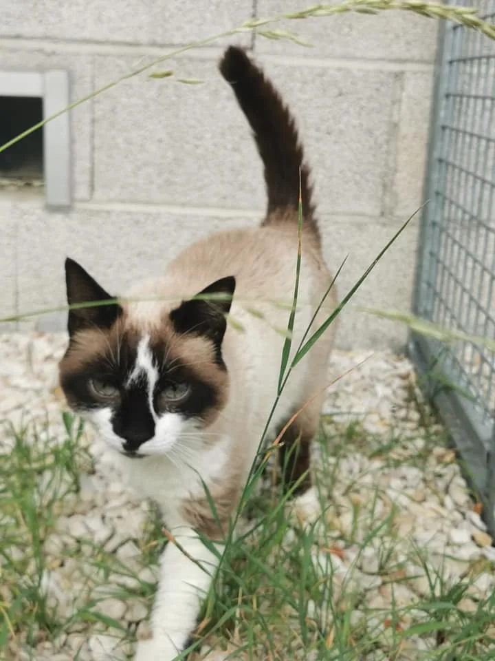 Cookie le chat