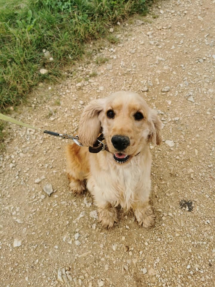 Chien au parc de détente