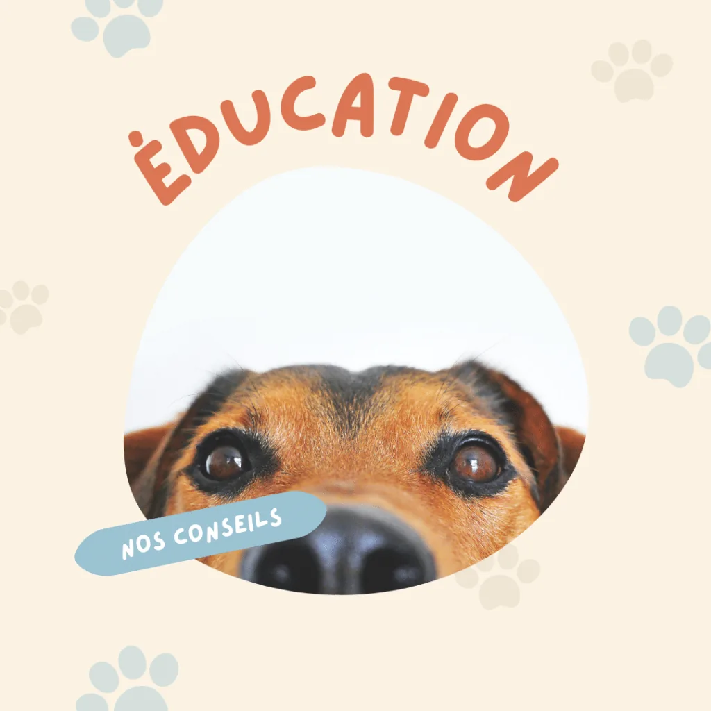 Éducation