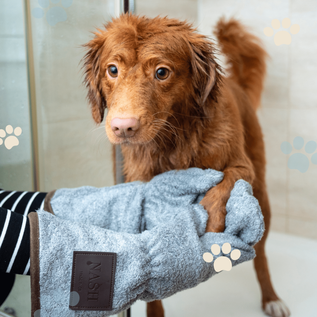Laver son chien : conseil pratique V2