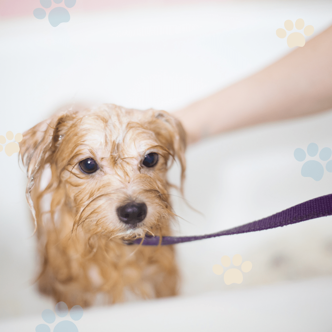 Laver son chien : conseil pratique
